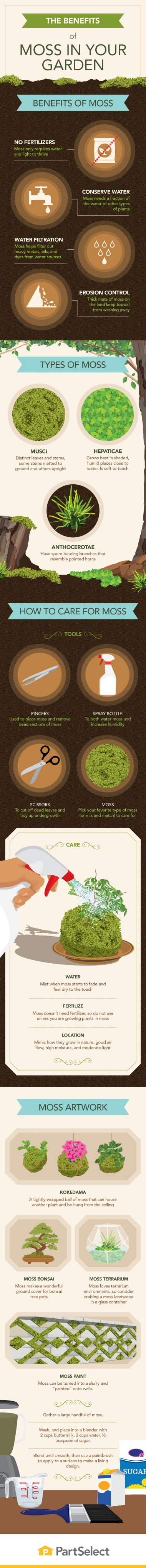 How to Grow and Care for Moss | PartSelect.com